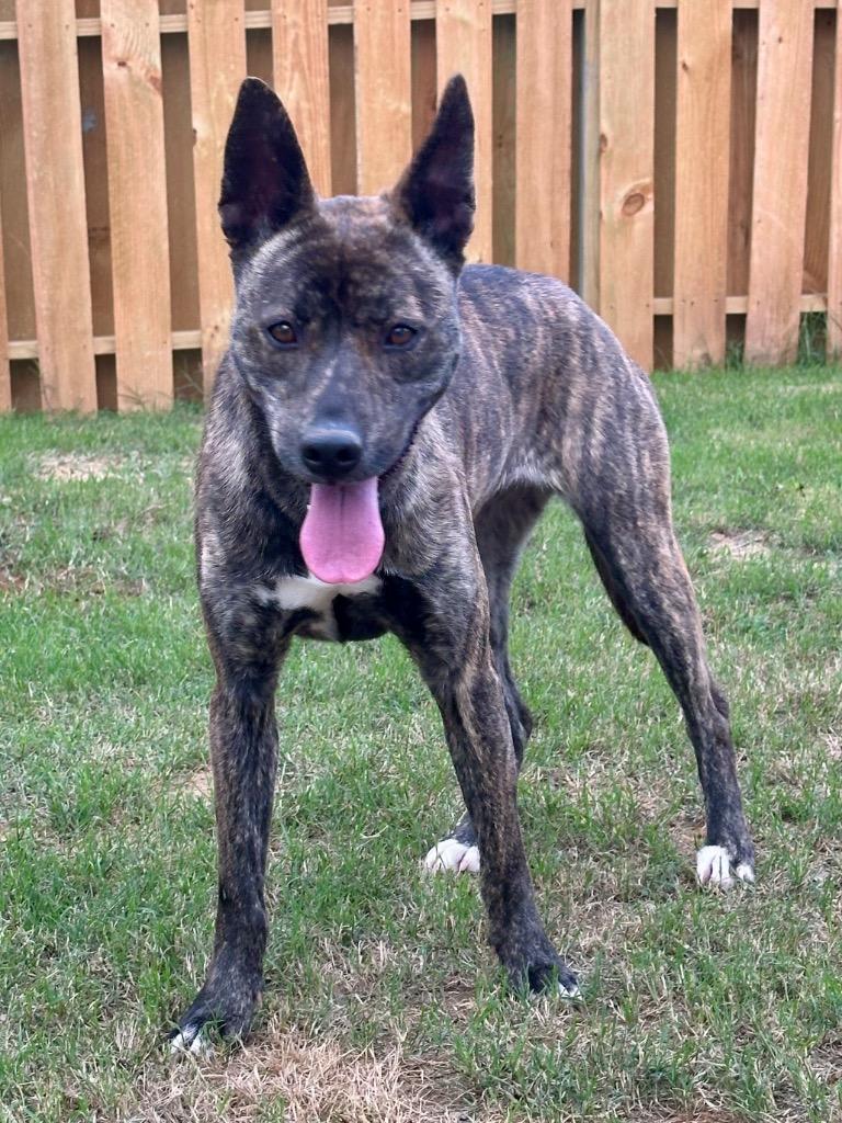 Enlarge Taser, a Adoptable mixed breed in St. Francisville, LA image 2/3