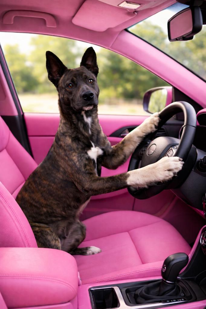 Enlarge Taser, a Adoptable mixed breed in St. Francisville, LA image 3/3