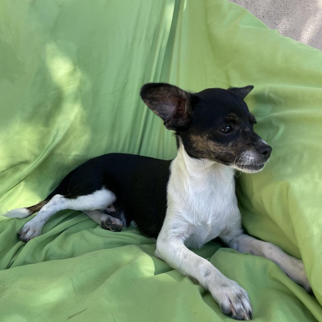 Enlarge Phoenix, a Adoptable Chihuahua in Tucson, AZ image 1/2