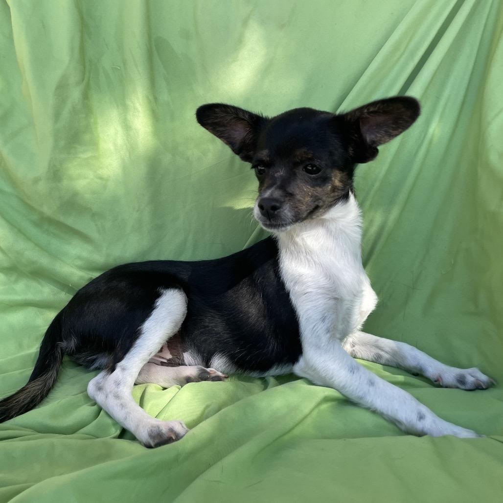 Enlarge Phoenix, a Adoptable Chihuahua in Tucson, AZ image 2/2