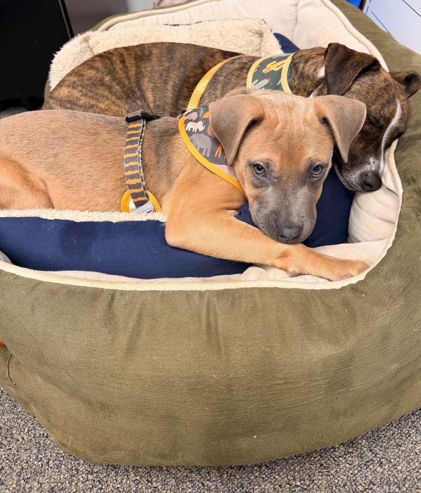 Enlarge Spirit, a Adoptable mixed breed in Waterbury, CT image 1/6