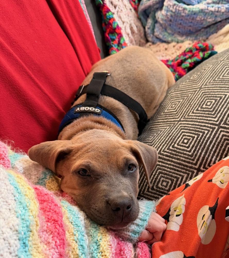 Enlarge Spirit, a Adoptable mixed breed in Waterbury, CT image 2/6