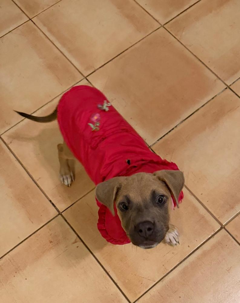 Spirit, Adoptable, Puppy Female Mixed Breed.