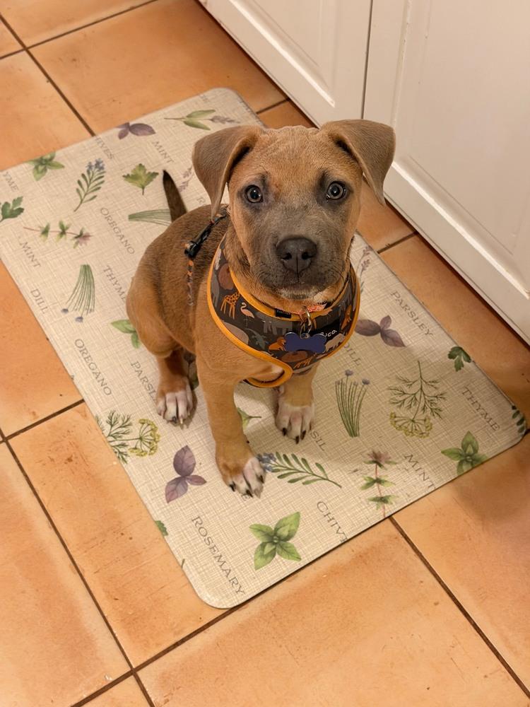 Enlarge Spirit, a Adoptable mixed breed in Waterbury, CT image 4/6