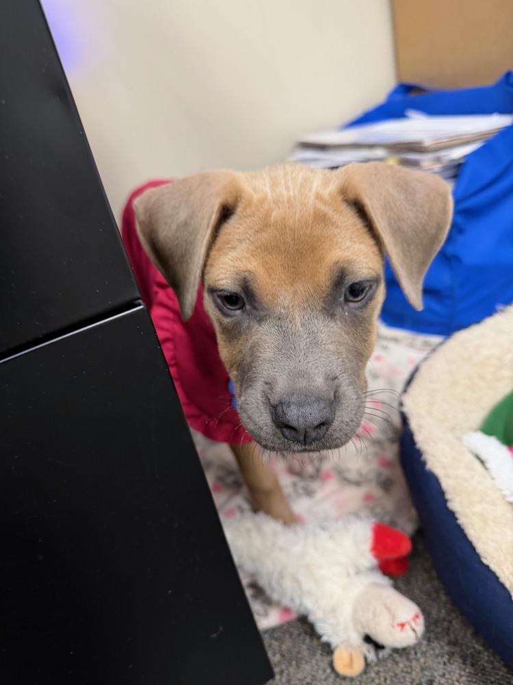 Enlarge Spirit, a Adoptable mixed breed in Waterbury, CT image 2/3