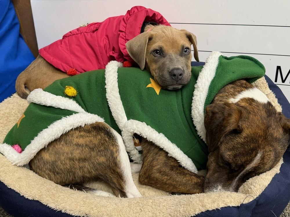 Enlarge Spirit, a Adoptable mixed breed in Waterbury, CT image 3/3