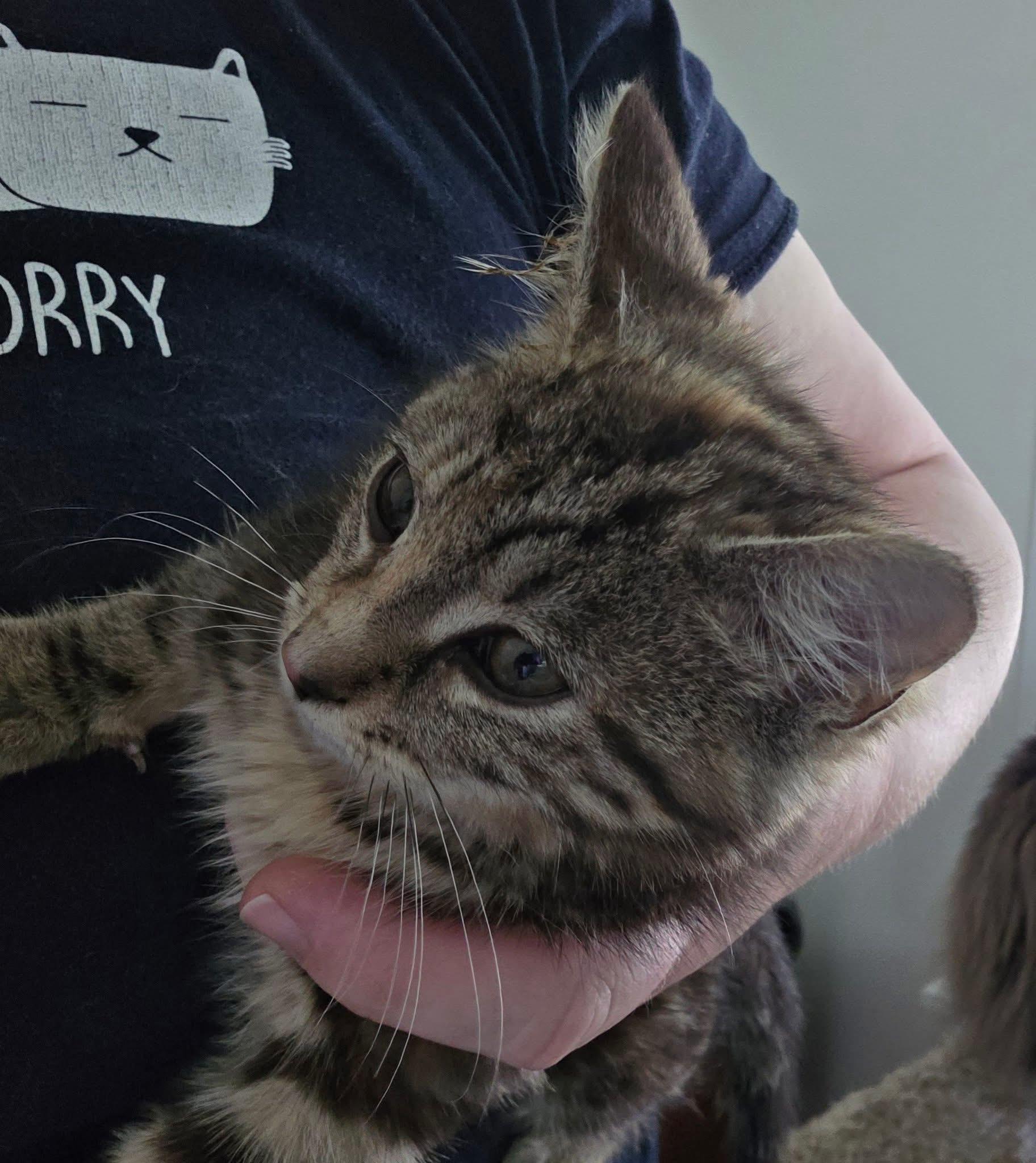 Billie the Kid, Adoptable, Kitten Female Domestic Short Hair.