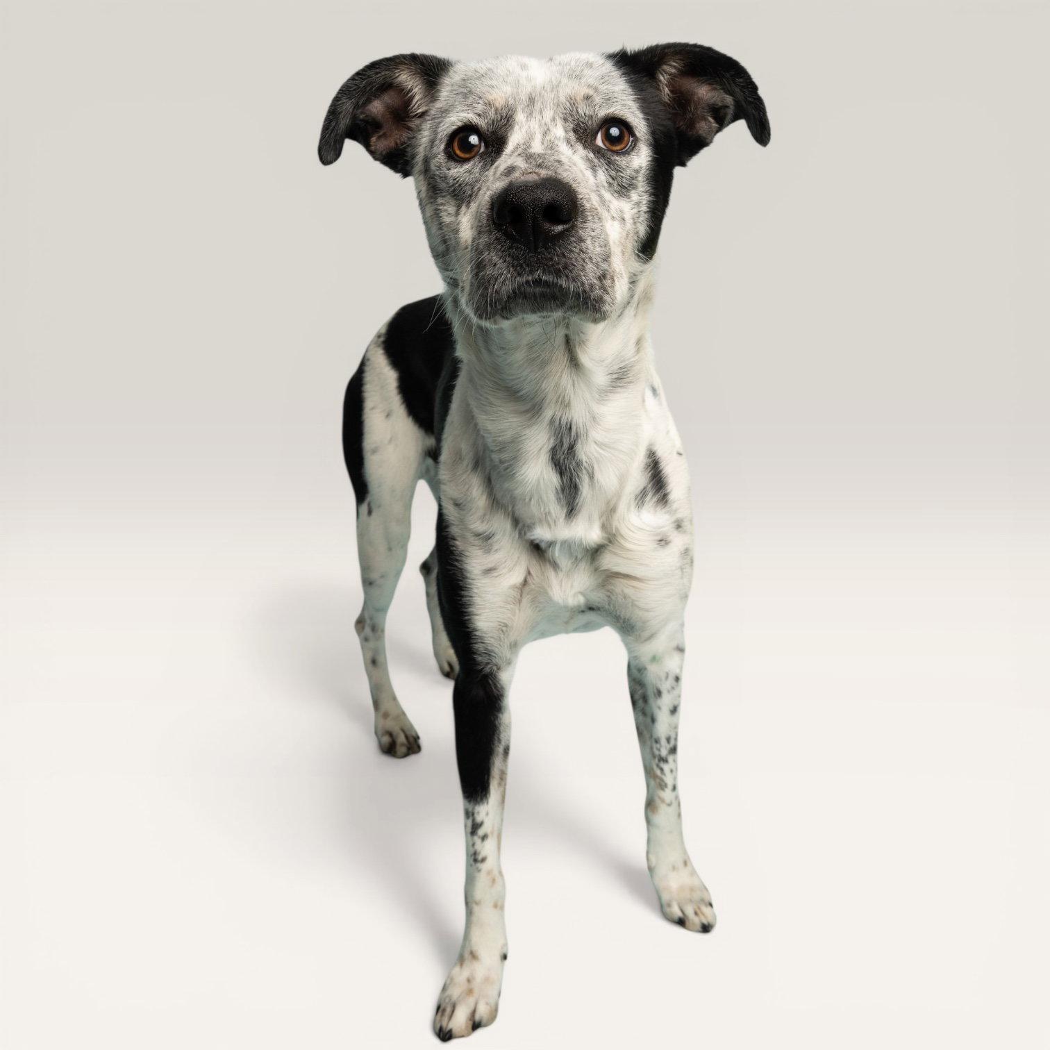 Enlarge Big Tex, a Adoptable Australian Cattle Dog / Blue Heeler in Richardson, TX image 1/1