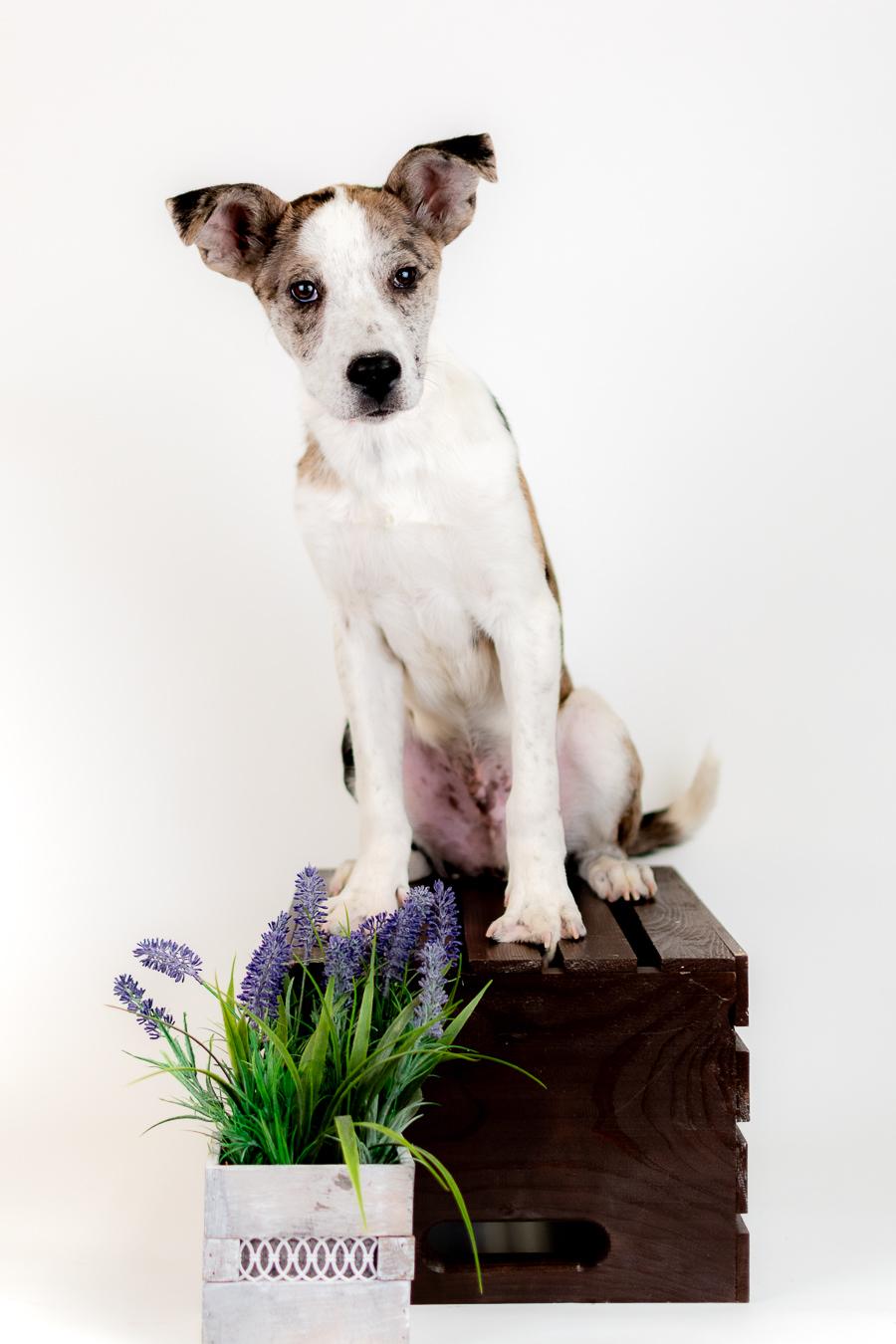340-26 Jessie, ADOPTABLE, Puppy Male Catahoula Leopard Dog & Australian Cattle Dog / Blue Heeler.