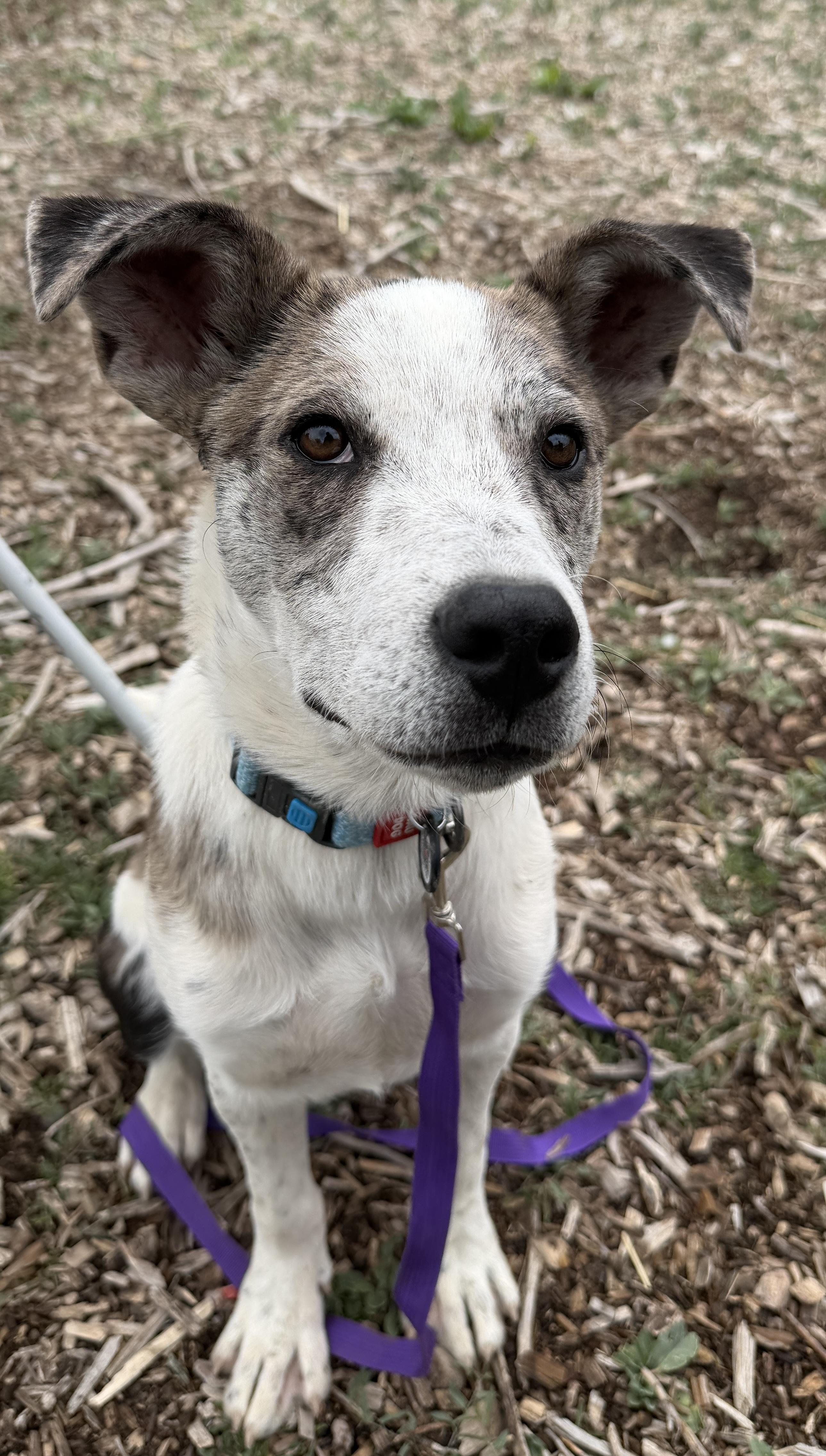 Enlarge 340-26 Jessie, a ADOPTABLE mixed breed in Brighton, CO image 3/3