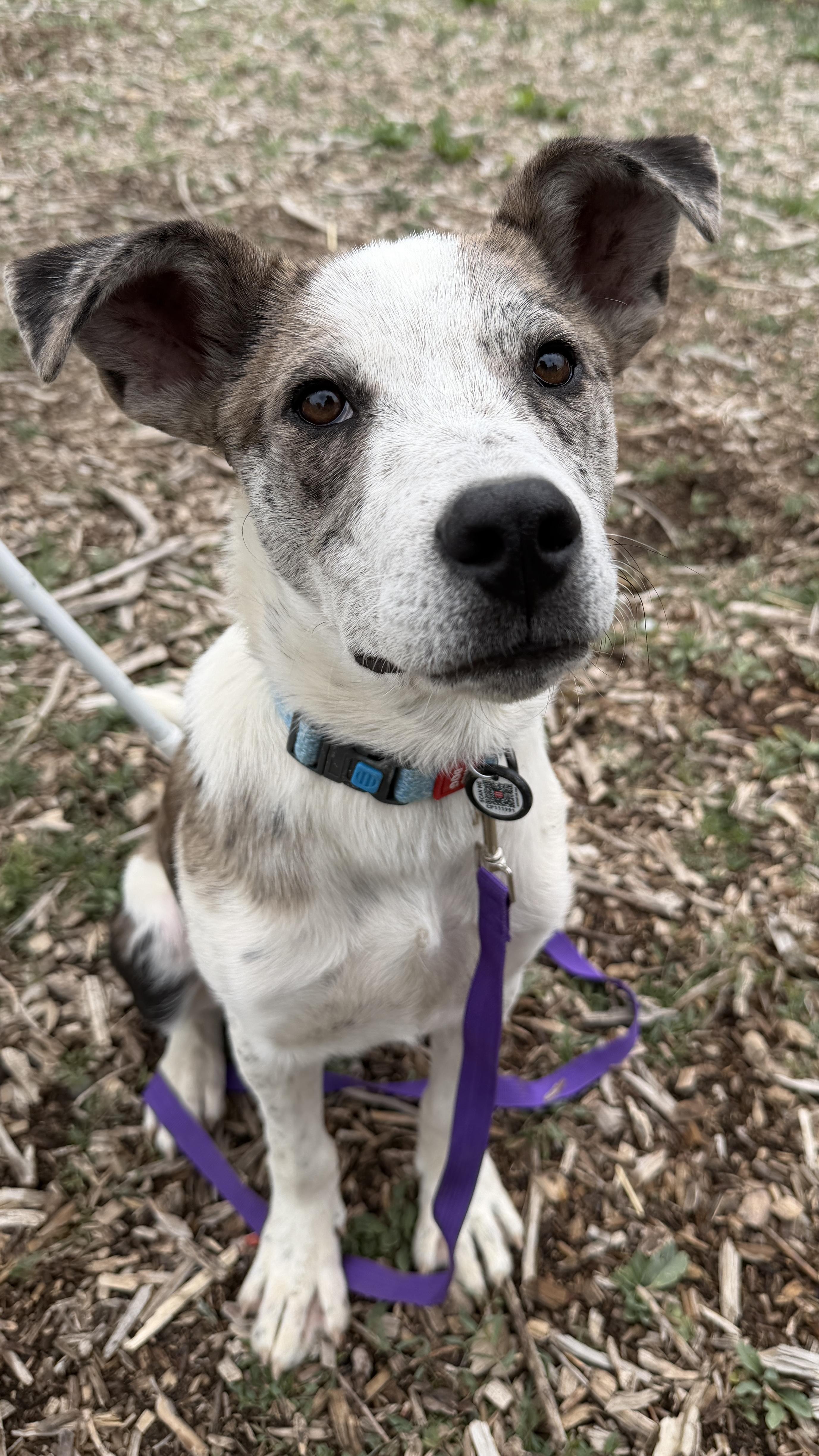 Enlarge 340-26 Jessie, a ADOPTABLE mixed breed in Brighton, CO image 1/3