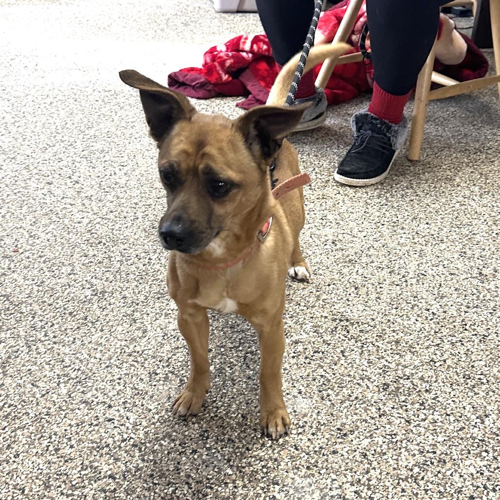 Tank, Adoptable, Adult Male Chihuahua & Dachshund.