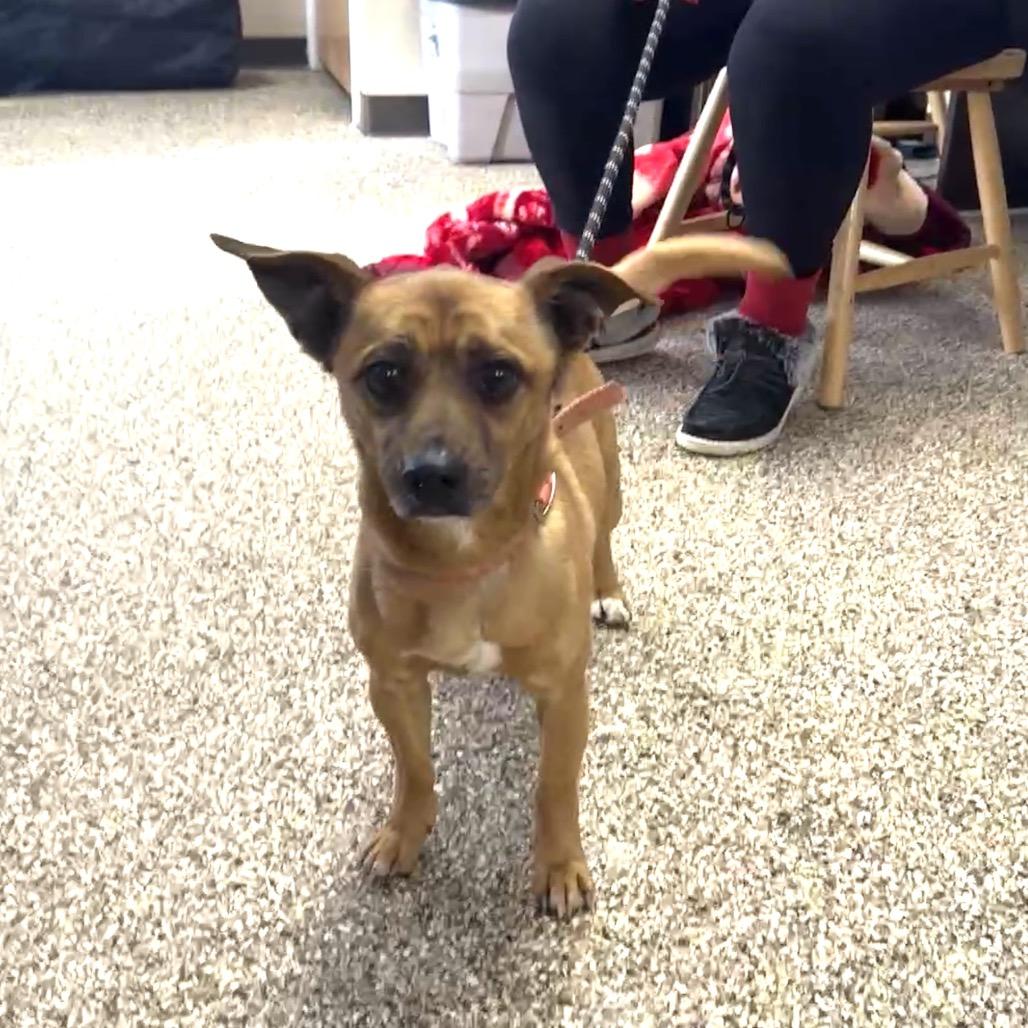 Enlarge Tank, a Adoptable mixed breed in Uniontown, PA image 2/5