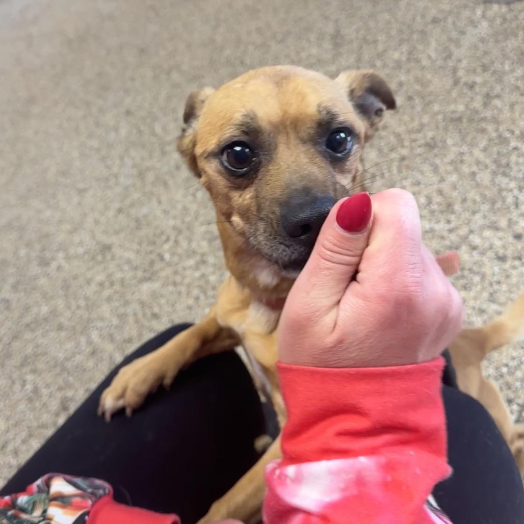 Enlarge Tank, a Adoptable mixed breed in Uniontown, PA image 3/5