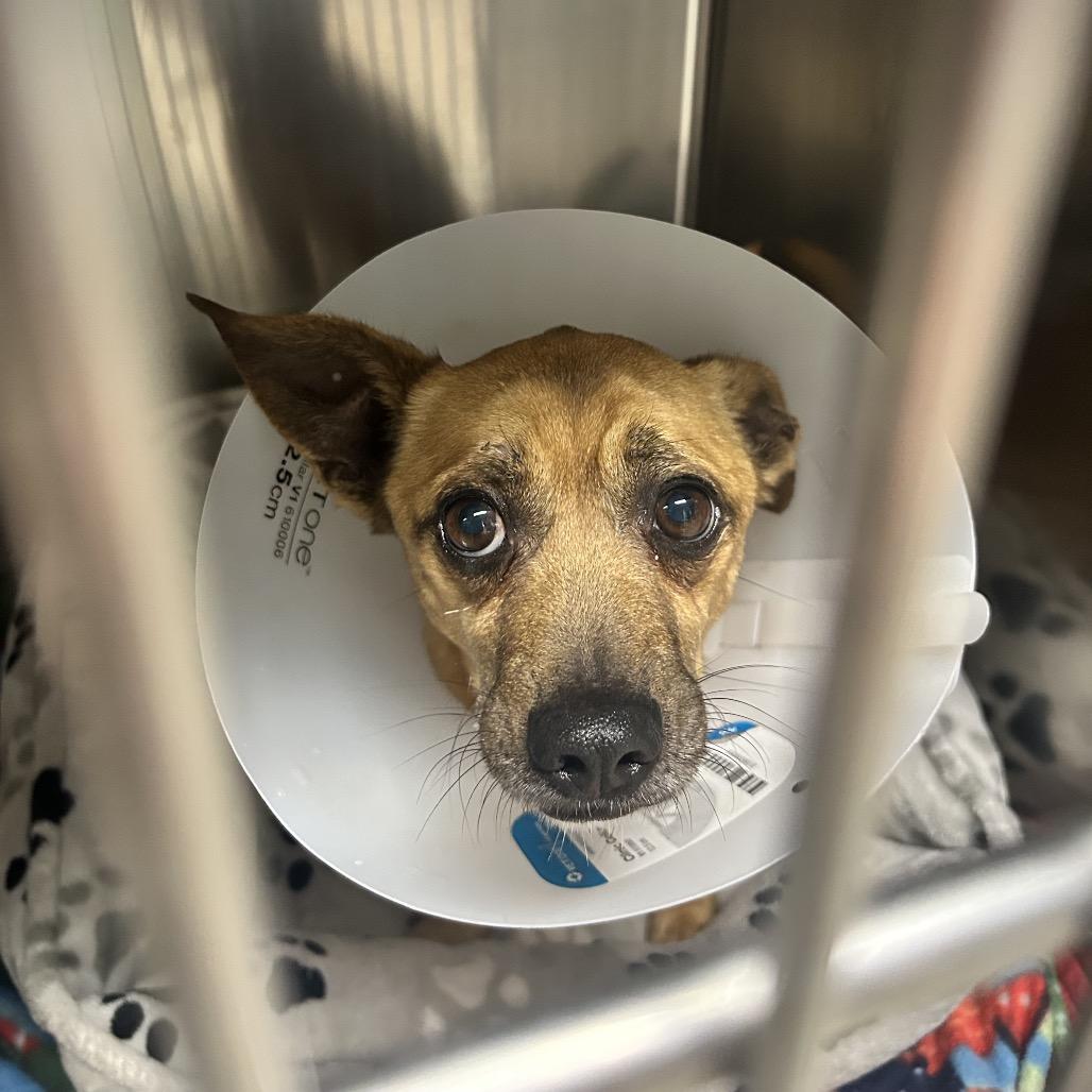 Enlarge Tank, a Adoptable mixed breed in Uniontown, PA image 4/5