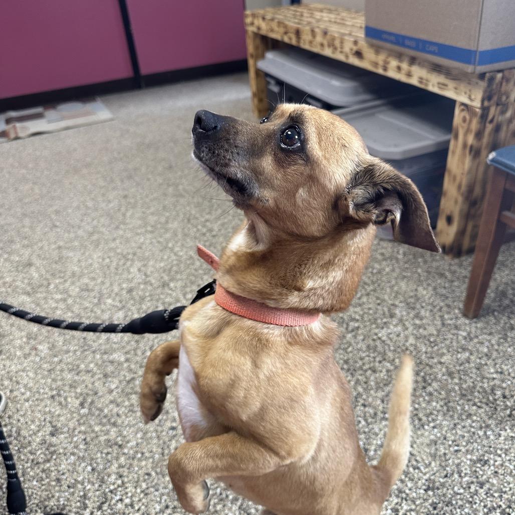 Enlarge Tank, a Adoptable mixed breed in Uniontown, PA image 5/5