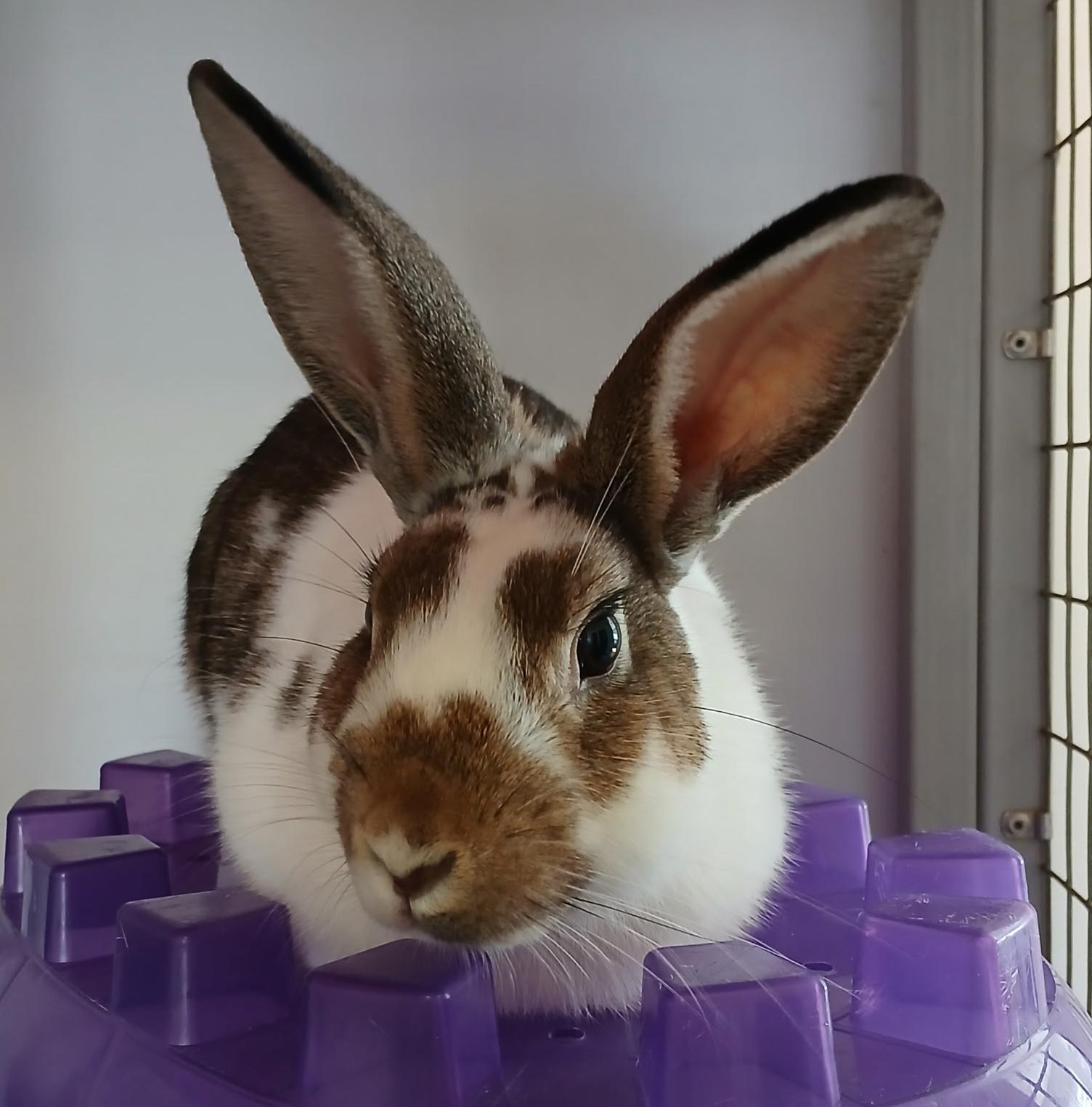 Romeo, Young Male English Spot