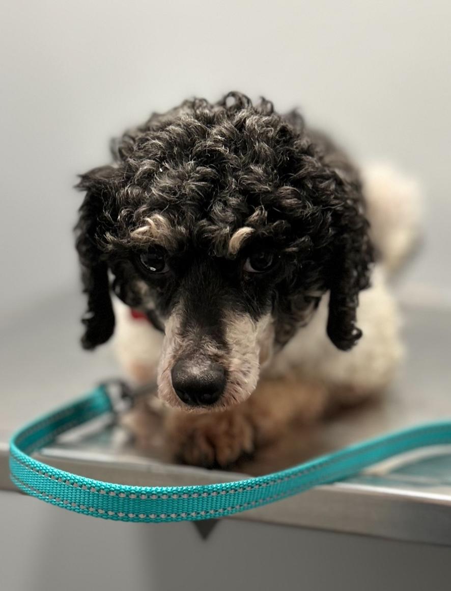 Mimi, an adoptable Poodle (Toy) in West Falls, NY image 4/4