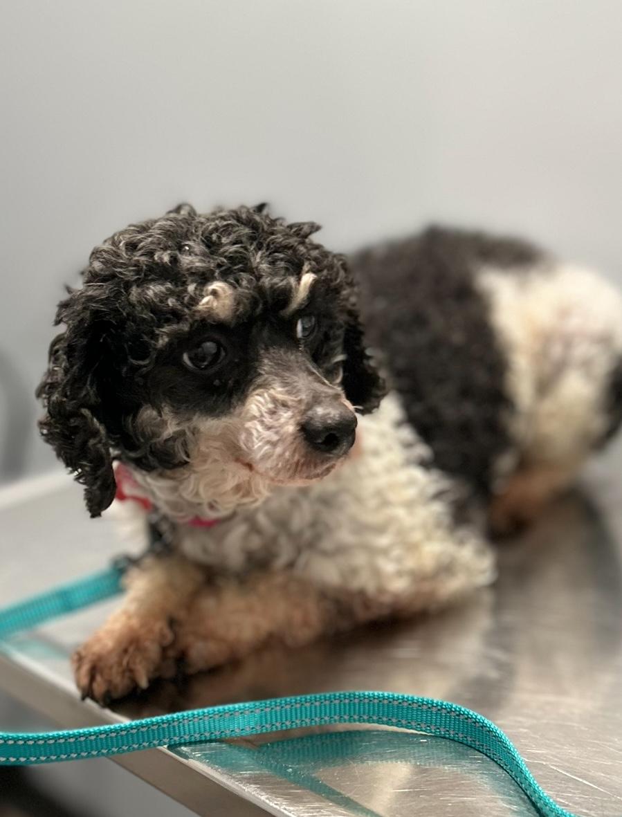Mimi, an adoptable Poodle (Toy) in West Falls, NY image 2/4