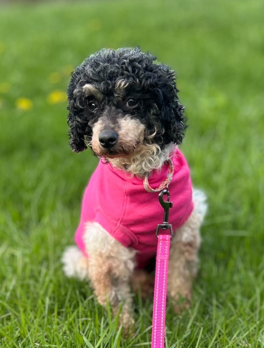 Mimi, adoptable, Adult Female Poodle (Toy).