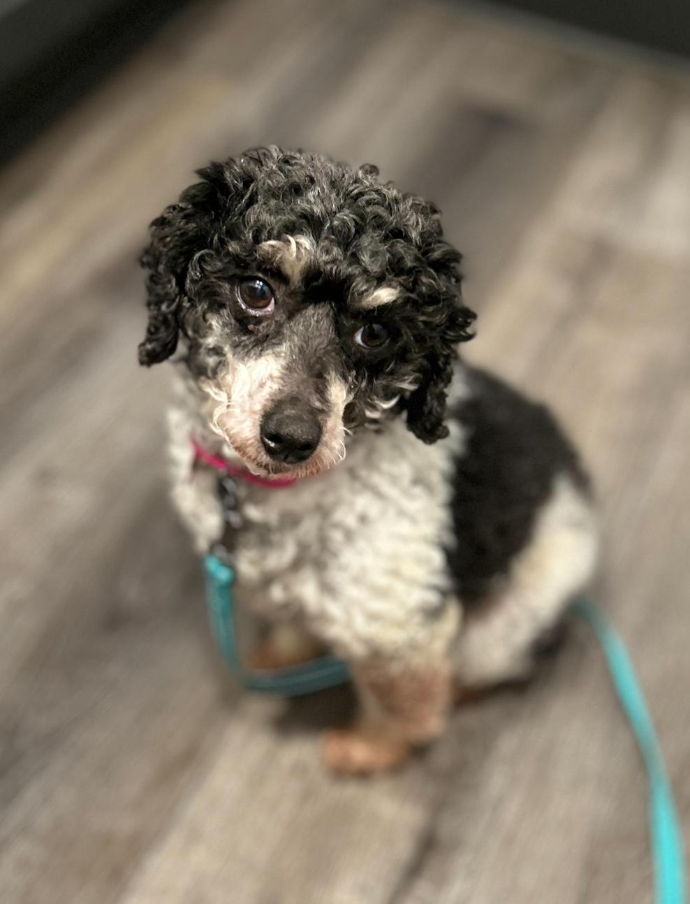 Mimi, an adoptable Poodle (Toy) in West Falls, NY image 3/4