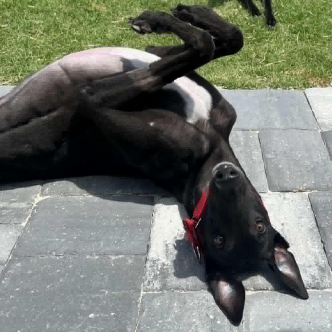 FF Waylon (Waylon), Adult Male Greyhound