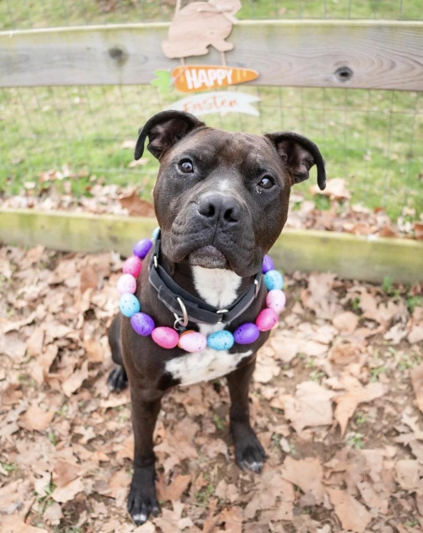 Cork, ADOPTABLE, Young Male Staffordshire Bull Terrier.