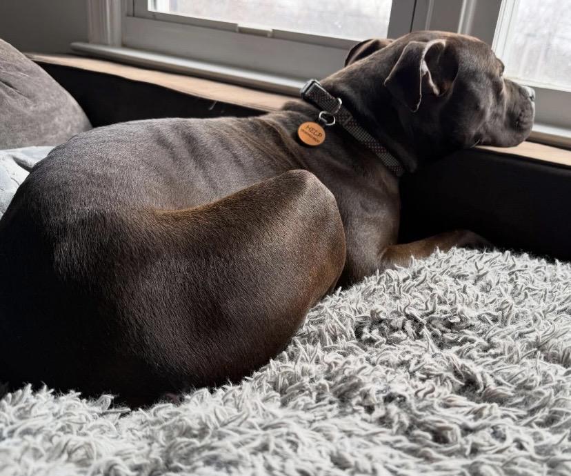 Enlarge Cork, a ADOPTABLE mixed breed in Philadelphia, PA image 4/4