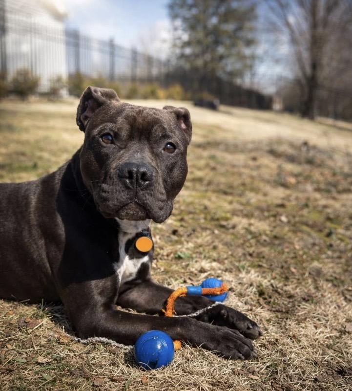 Cork, ADOPTABLE, Young Male Staffordshire Bull Terrier.