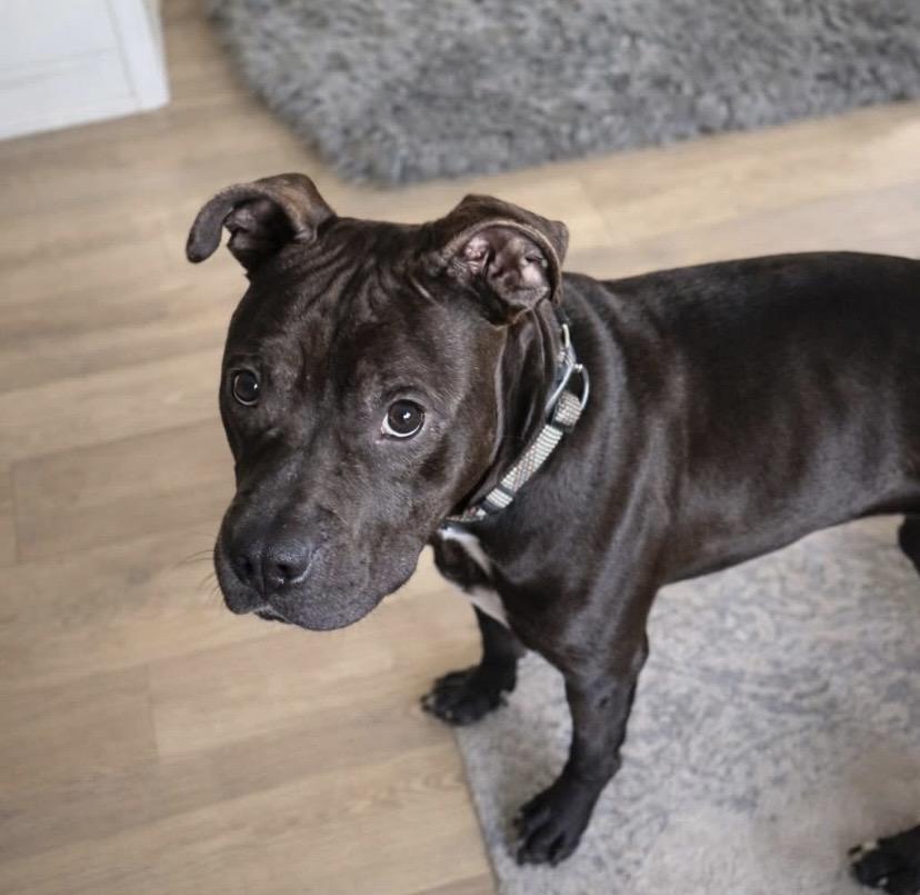 Enlarge Cork, a ADOPTABLE mixed breed in Philadelphia, PA image 3/4