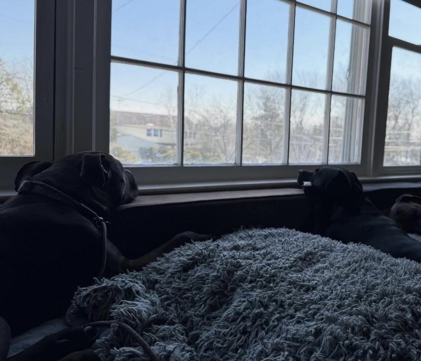 Enlarge Cork, a ADOPTABLE mixed breed in Philadelphia, PA image 2/4