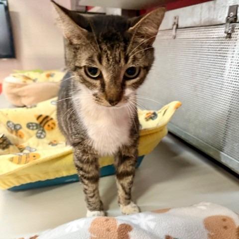 Enlarge Squiddle, a Adoptable Domestic Short Hair in Sarasota, FL image 1/1