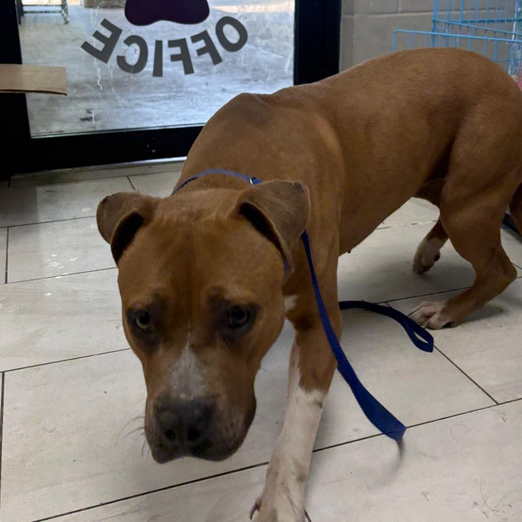 Enlarge Joy, a Adoptable Pit Bull Terrier in Lufkin, TX image 1/1