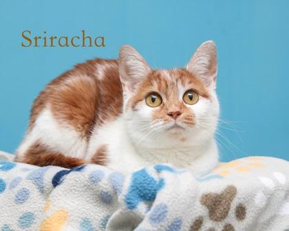Sriracha, Adoptable, Adult Female Domestic Short Hair & Domestic Short Hair.