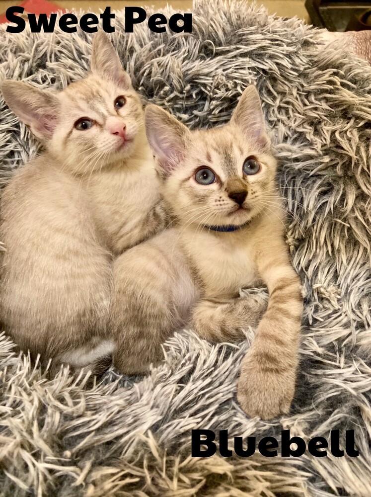 Bluebell, Adoptable, Kitten Male Siamese & Domestic Short Hair.