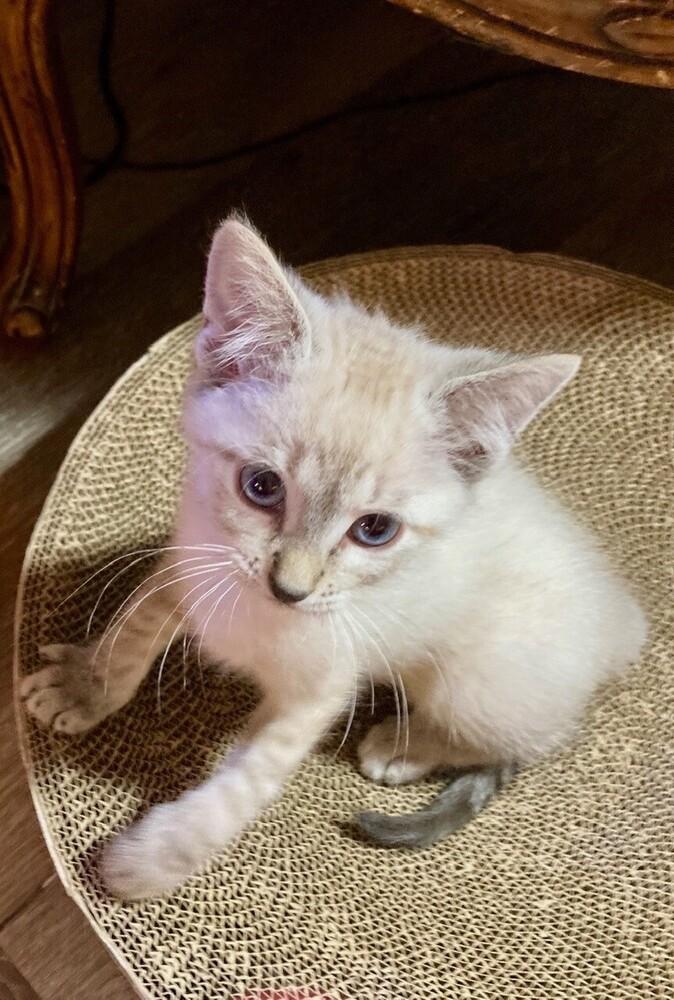 Bluebell, a Adoptable mixed breed in Little Rock, AR image 3/4