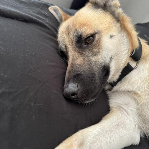 Raven, Adoptable, Adult Female Belgian Shepherd / Malinois.