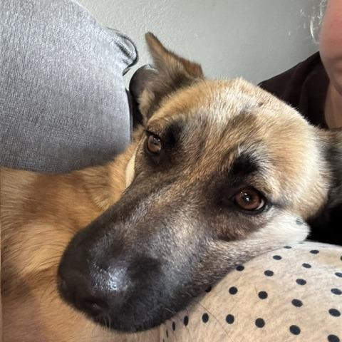 Enlarge Raven, a Adoptable Belgian Shepherd / Malinois in North Las Vegas, NV image 2/6