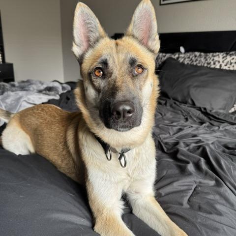 Enlarge Raven, a Adoptable Belgian Shepherd / Malinois in North Las Vegas, NV image 3/6