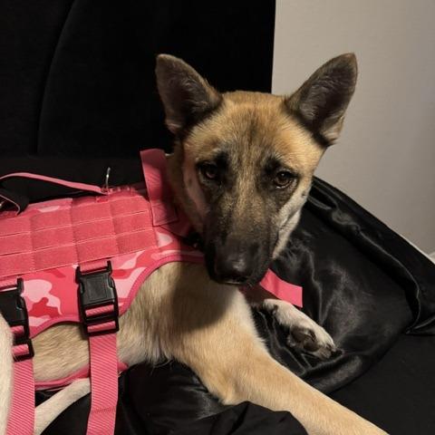 Enlarge Raven, a Adoptable Belgian Shepherd / Malinois in North Las Vegas, NV image 4/6