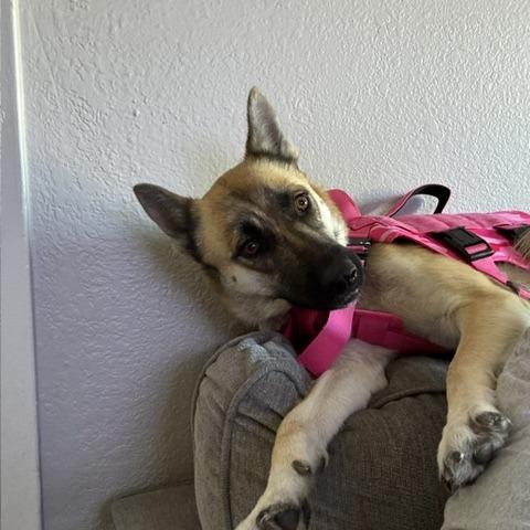 Enlarge Raven, a Adoptable Belgian Shepherd / Malinois in North Las Vegas, NV image 5/6