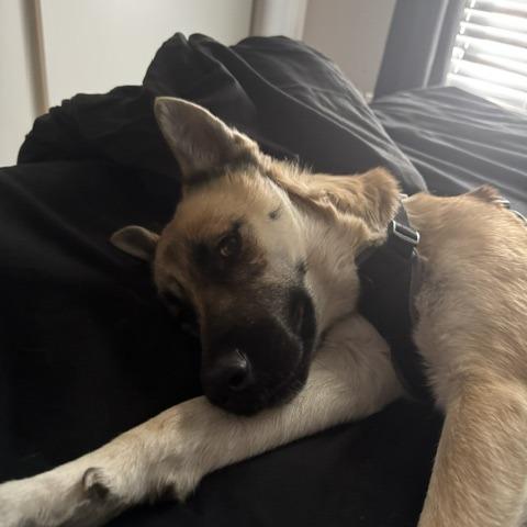 Enlarge Raven, a Adoptable Belgian Shepherd / Malinois in North Las Vegas, NV image 6/6