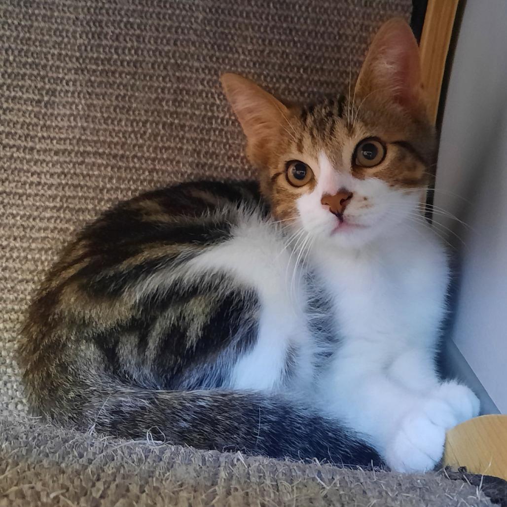 Nai, Adoptable, Kitten Male Domestic Short Hair.