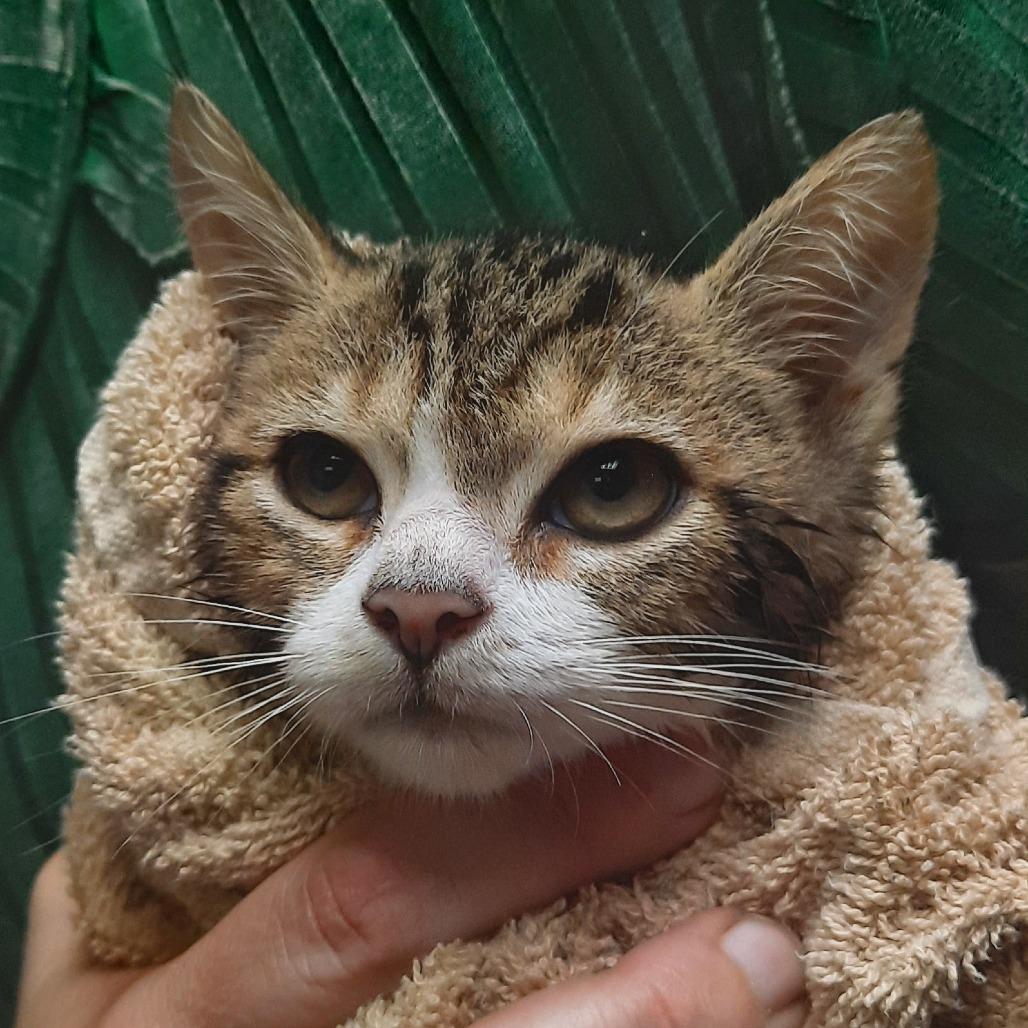 Nai, a Adoptable Domestic Short Hair in Watertown, NY image 2/2