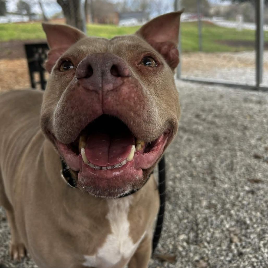 Enlarge Jayla, a Adoptable mixed breed in Greenville, SC image 1/6