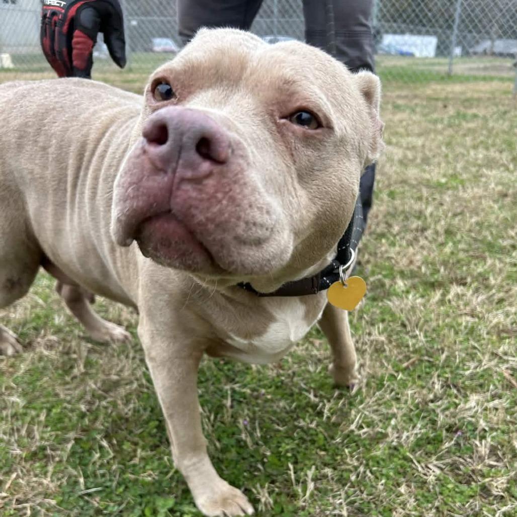 Enlarge Jayla, a Adoptable mixed breed in Greenville, SC image 2/6