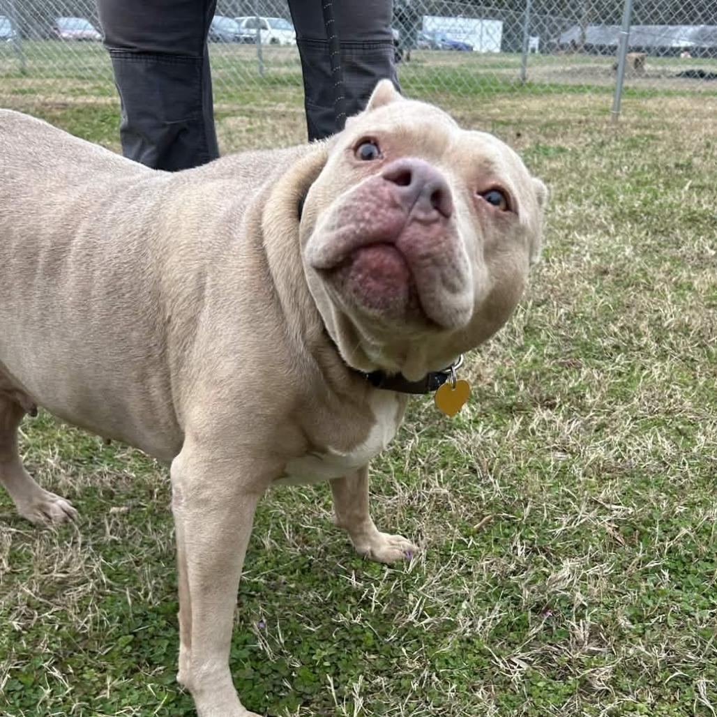 Enlarge Jayla, a Adoptable mixed breed in Greenville, SC image 3/6