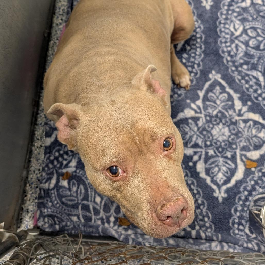 Enlarge Jayla, a Adoptable mixed breed in Greenville, SC image 4/6