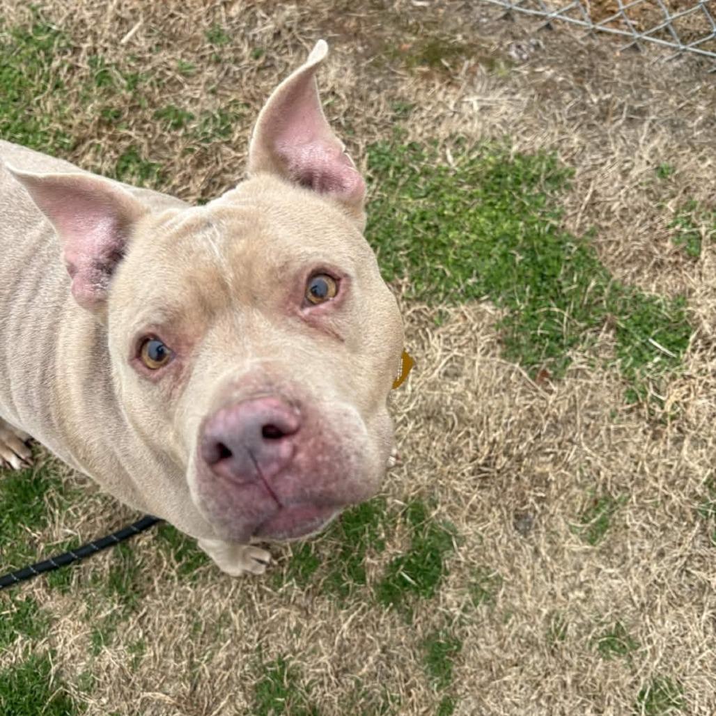 Enlarge Jayla, a Adoptable mixed breed in Greenville, SC image 5/6