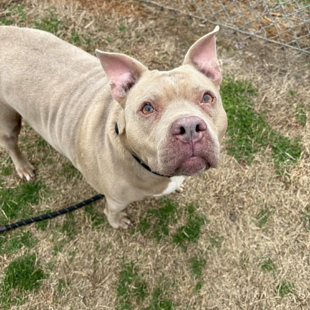 Enlarge Jayla, a Adoptable mixed breed in Greenville, SC image 6/6